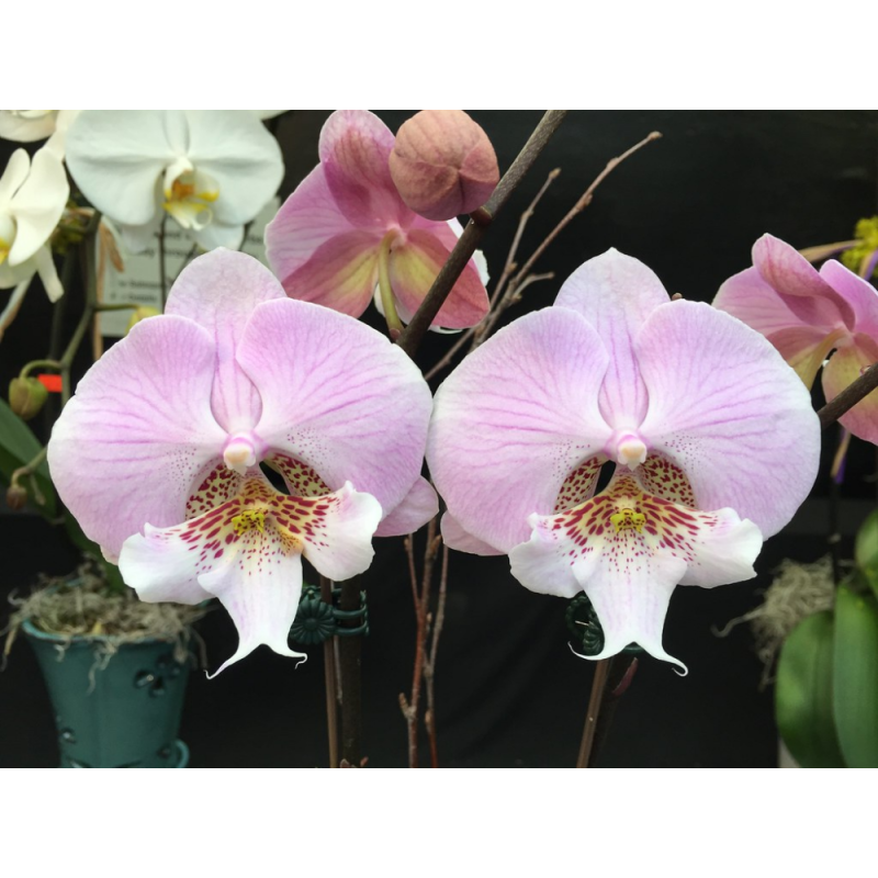 Орхидея Phal. Younghome Princess big lip 1,7 - купить, доставка Украина